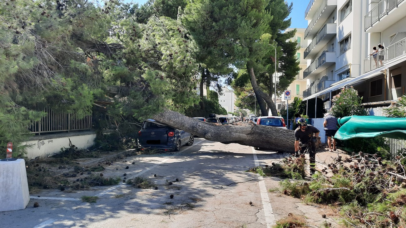 Crolla Un Grosso Albero A Senigallia Quattro Auto Danneggiate