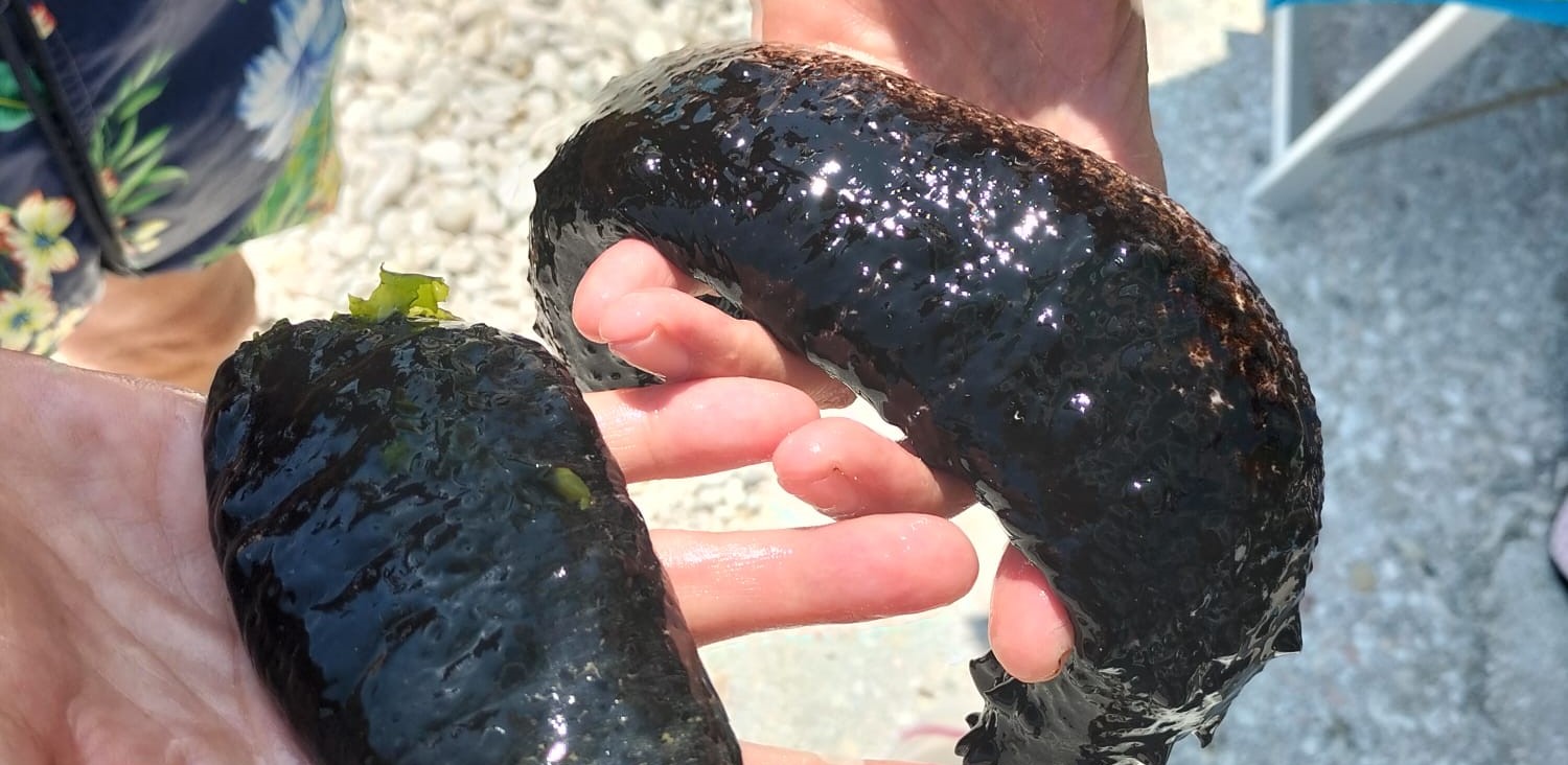 Ancona Al Passetto Spuntano I Cetrioli Di Mare Cerrano Univpm