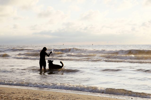 Divieto Di Introdurre Il Cane In Spiaggia E Nei Musei La