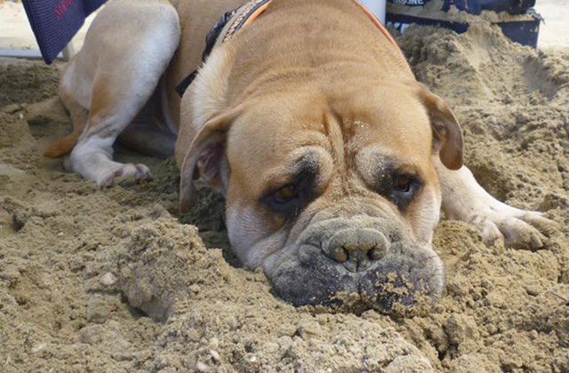 Cani In Spiaggia Il Consiglio Regionale Dà Il Via Libera L