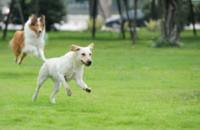 cani, animali da affezione, amici a quattro zampe