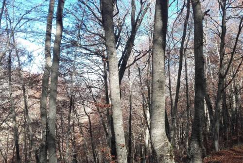 San Ginesio, al via l’ultima fase di “Good morning Sibillini” con la pratica del forest bathing