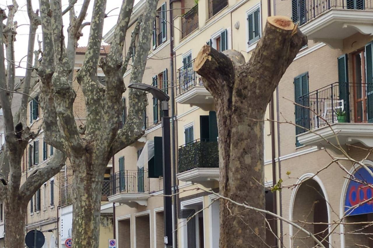 Albero Corso Carlo Alberto