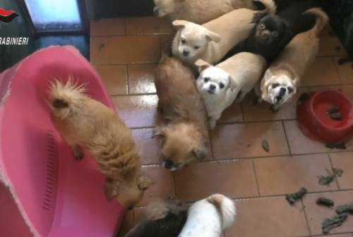 Allevamento di Trecastelli, arriva una maxi adozione  di 46 cani