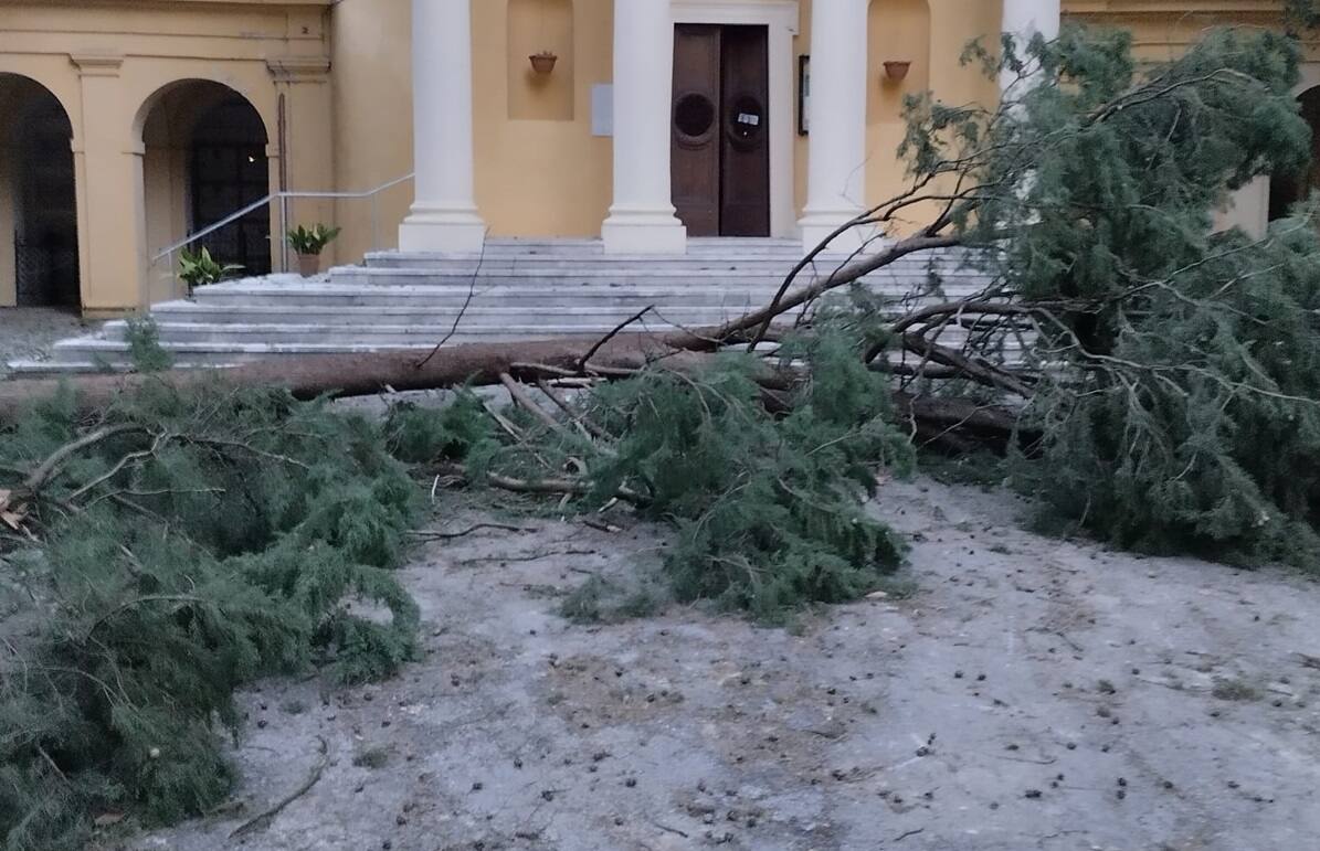 Un grosso ramo al cimitero di Jesi