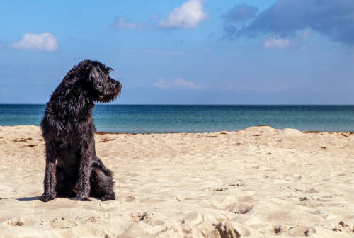 Accesso dei cani in spiaggia d’estate a Senigallia, la critica all’amministrazione: perché a metà stagione?