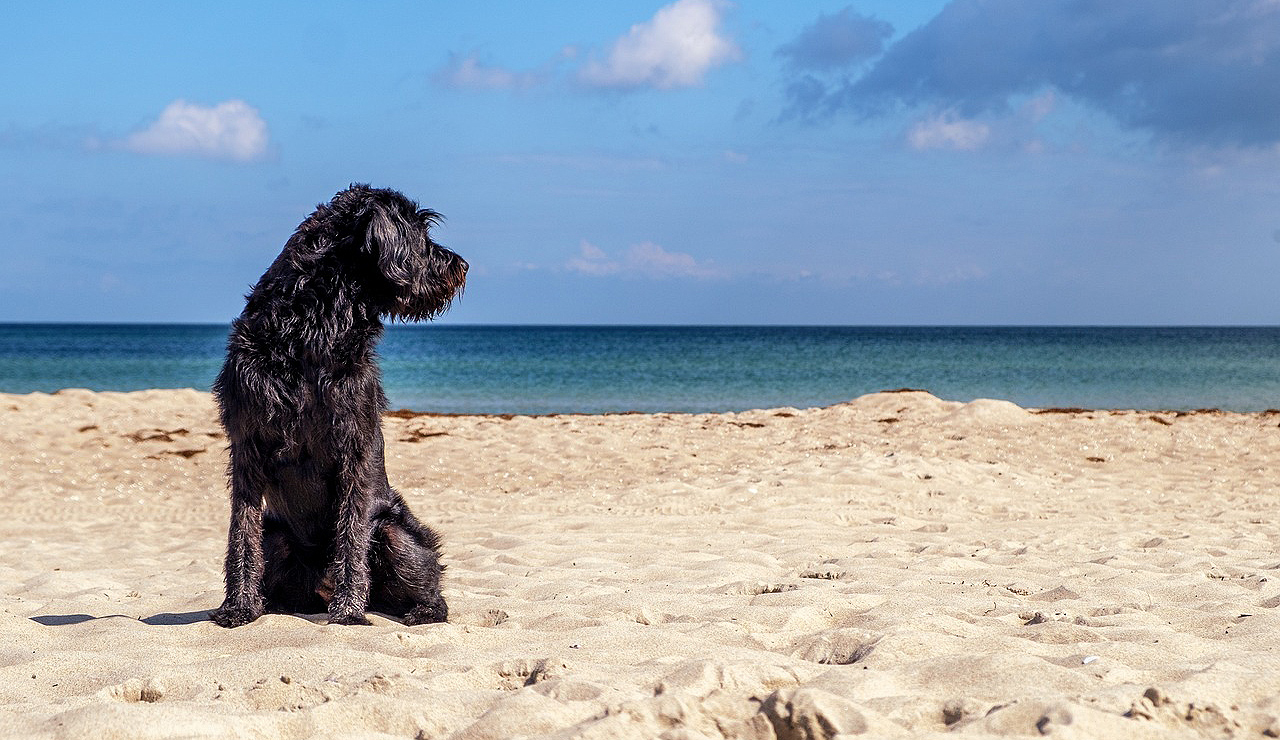 cani, animali, spiaggia, arenile, sabbia, vacanze, mare