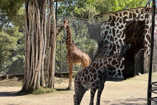 Al Parco Zoo di Falconara sono arrivate 2 giraffe, Mandela e Stefan