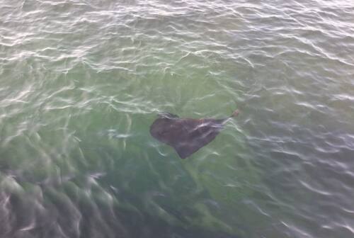 Ancona, una razza tra i bagnanti al Passetto: fuggi fuggi generale in spiaggia – FOTO e VIDEO