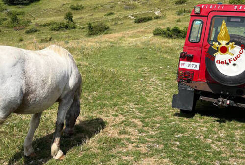 Montemonaco, cavallo si allontana dal branco: ritrovato dopo un mese in quota. Il recupero con l’elicottero