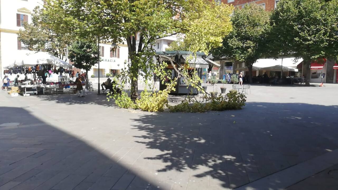 Ancona, il ramo dell'albero caduto in piazza Roma