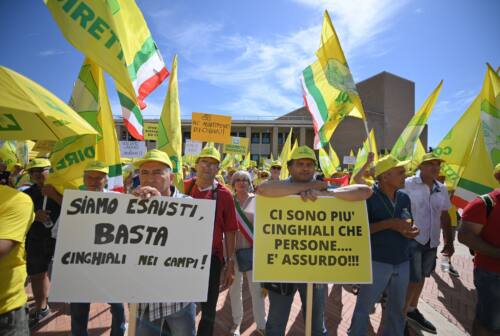 Cinghiali, Coldiretti Marche: «Bene le prime misure della Regione ma non basta»