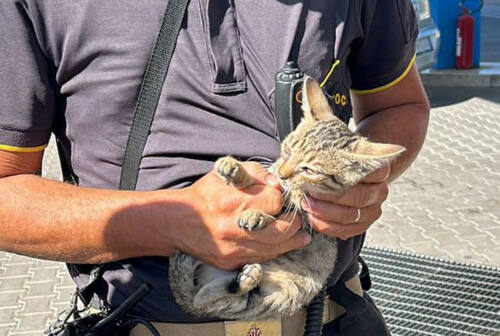 Gatto incastrato nel vano motore, intervengono i vigili del fuoco