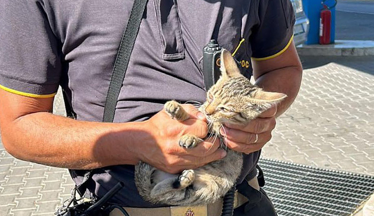 Il personale dei vigili del fuoco con il gatto salvato a Senigallia