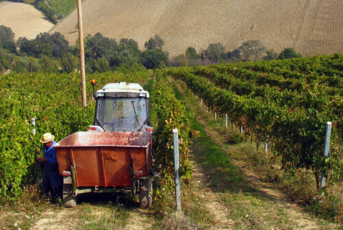 Vini delle Marche: ecco i 24 Tre Bicchieri della guida Gambero Rosso 2025