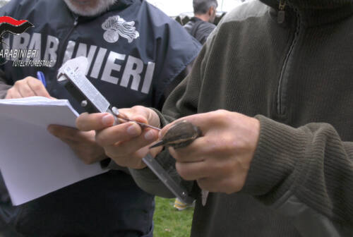 Carabinieri forestali, sequestrati uccelli da richiamo detenuti illegalmente