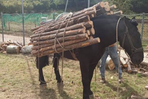 Cantiano, rubano muli e cavalli. L’appello dell’Aacc per ritrovarli