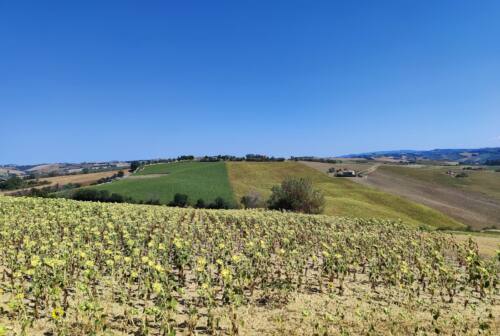 Girasole, stagione negativa. Michelini (Coldiretti): «Il clima sfavorevole fa calare il raccolto. Valutiamo altre colture»