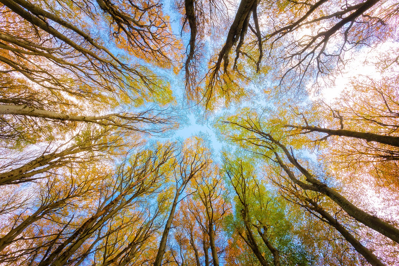 educazione ambientale, alberi, ambiente