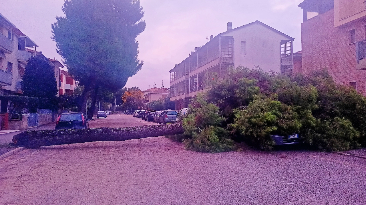 Il grosso albero caduto su due automobili in sosta in via Piero della Francesca a Senigallia (Ancona) per le forti piogge