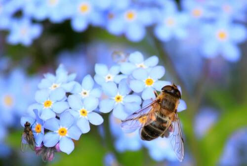 Macerata, imitare la natura per progettare ambienti: al Comune 240mila euro per il “Biomimicry”