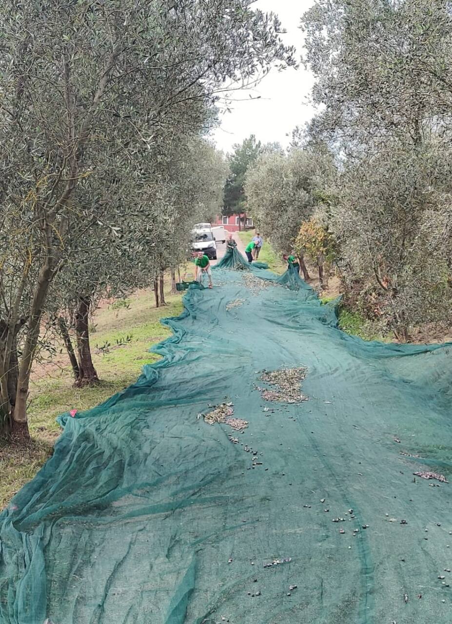 Ancona, la raccolta delle olive è terapeutica alla Casa Rossa