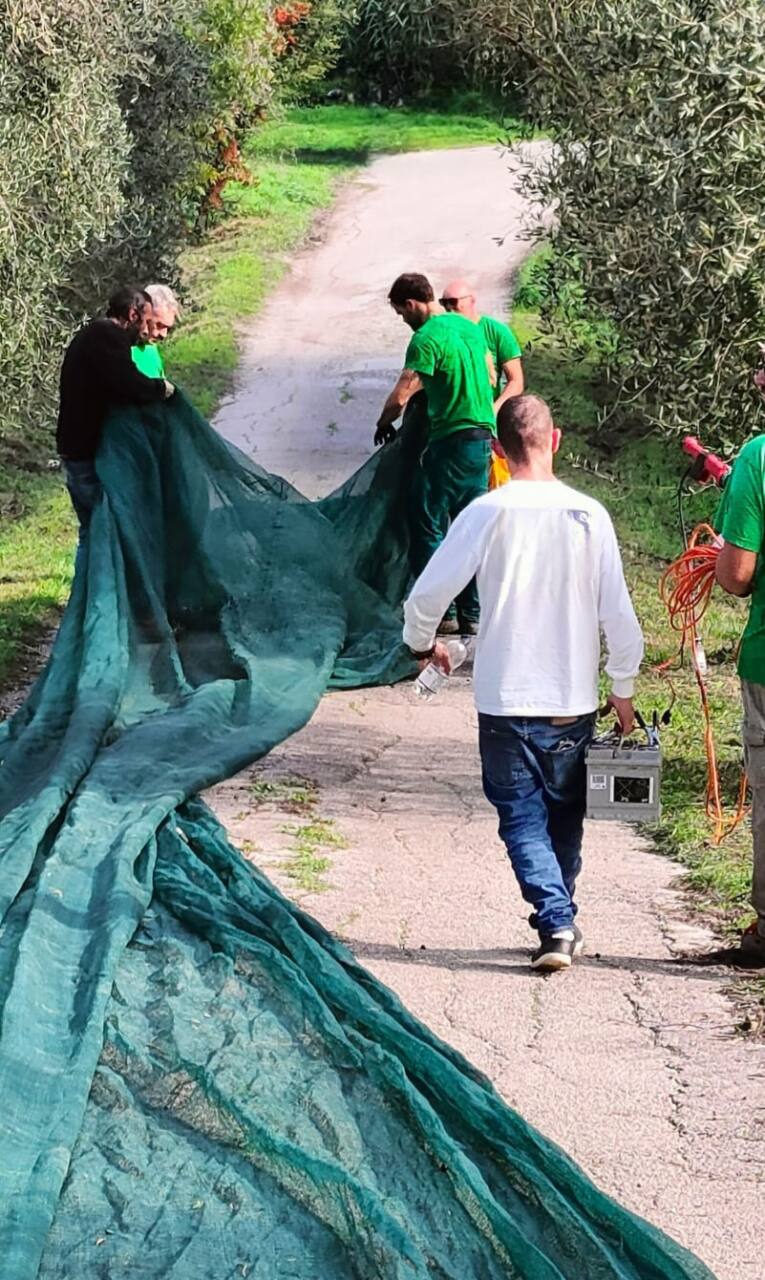 Ancona, la raccolta delle olive è terapeutica alla Casa Rossa