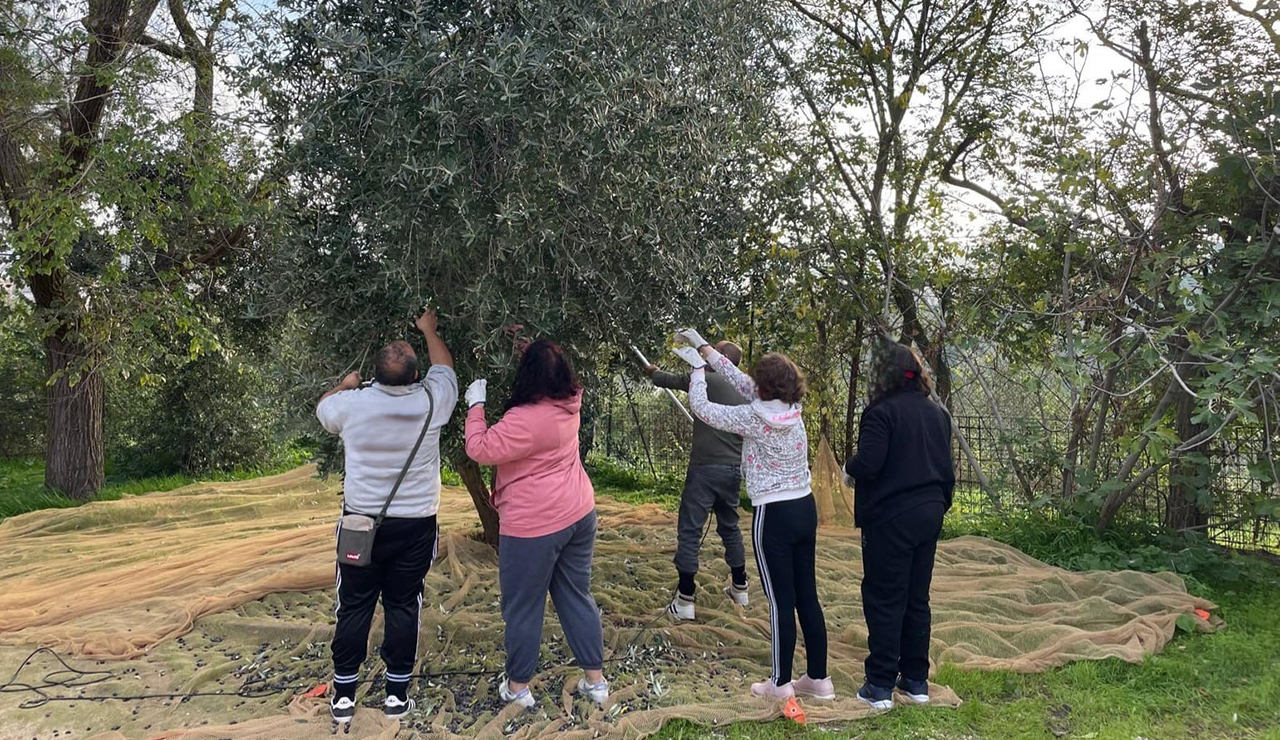 Ancona, la raccolta delle olive è terapeutica alla Casa Rossa