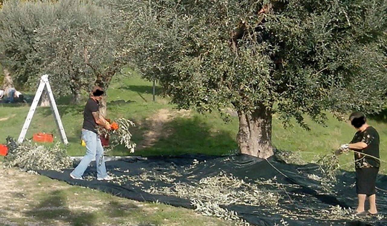 La raccolta delle olive a Grottammare (Foto: Comune di Grottammare)