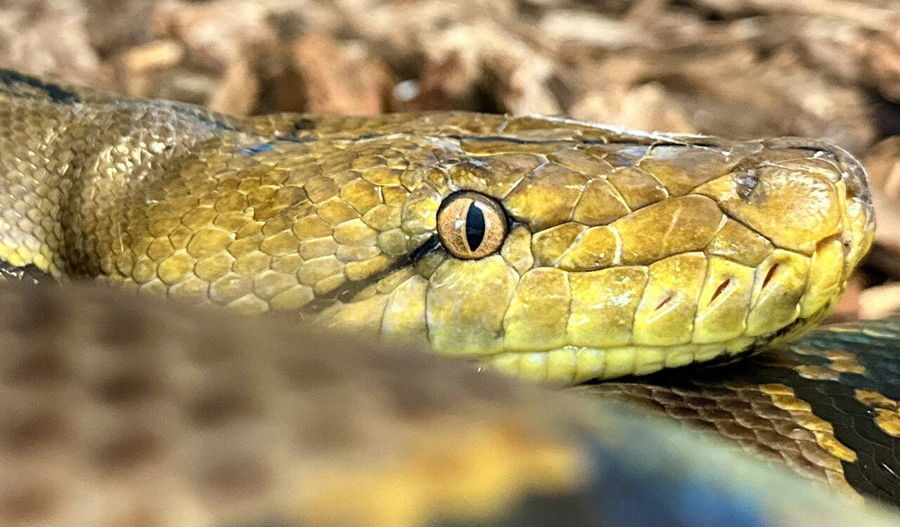 Il pitone reticolato Nagini (Parco Zoo falconara)