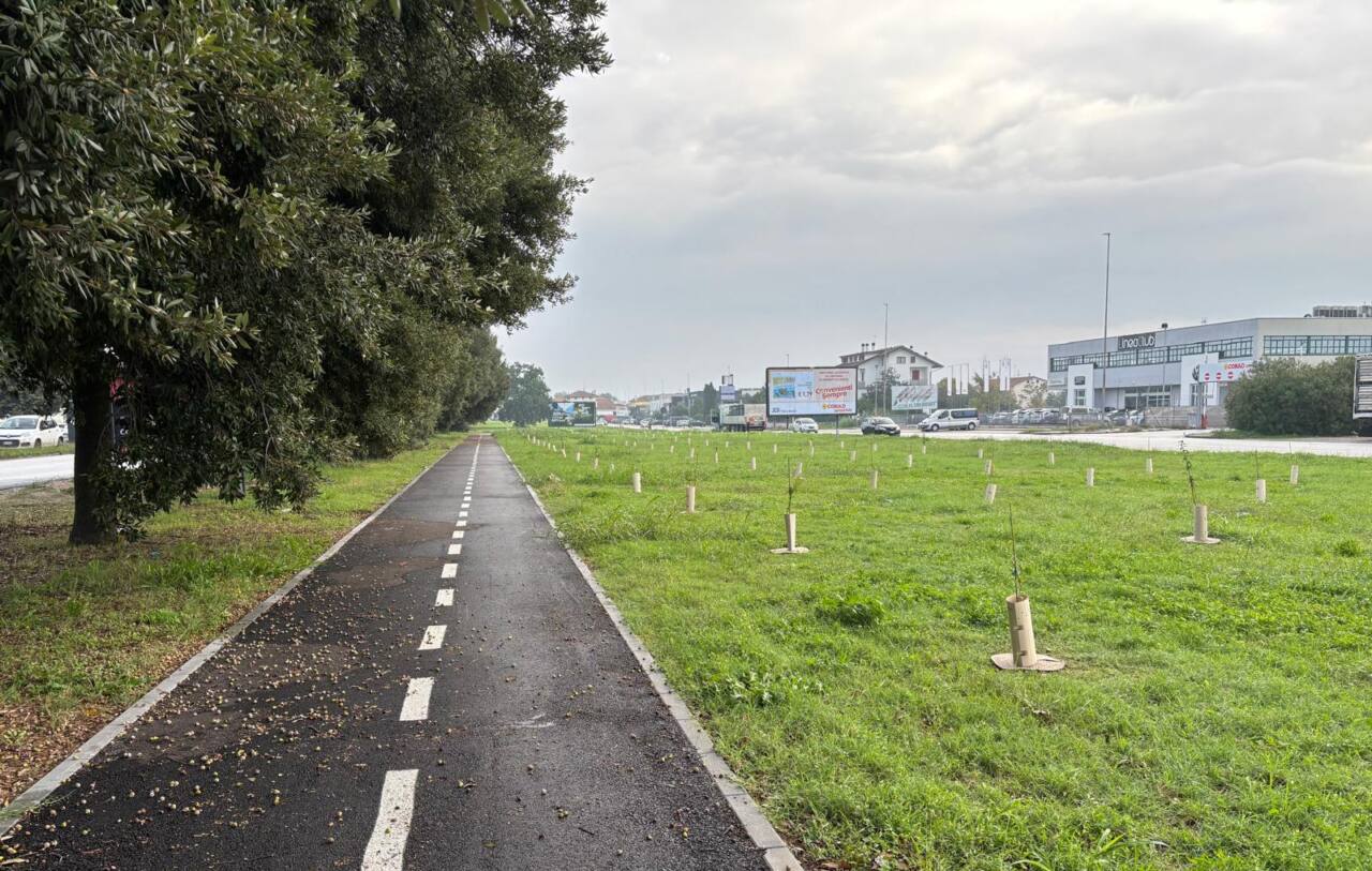 A Jesi nuove piante per incrementare il verde in città