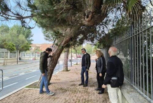 Pesaro, pino pericolante in viale Trieste. Si procede con l’abbattimento