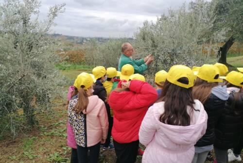 Olio, Coldiretti Marche: «Annata di altissima qualità ma serve sostegno per il futuro del settore»