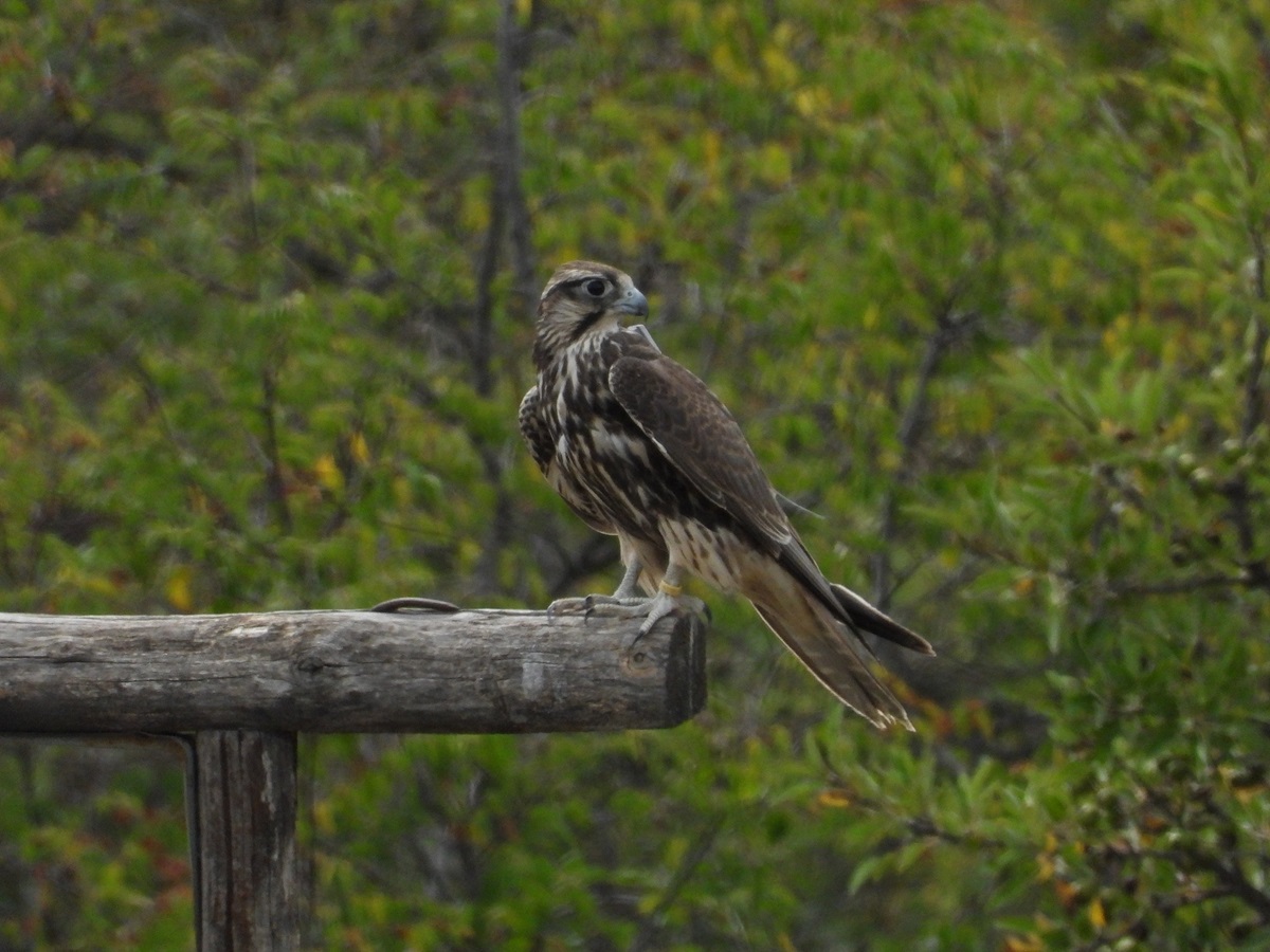 Il falco (fonte "Life Lanner")