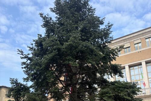 Pesaro, è arrivato l’albero di Natale in piazza del Popolo. «Sarebbe stato comunque abbattuto»