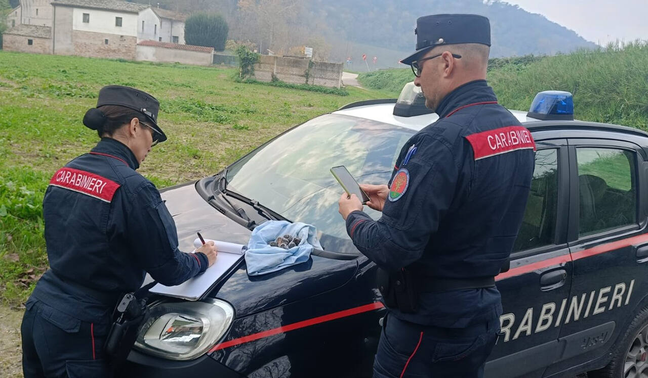 Il furto dei tartufi sarebbe stato commesso nei terreni di proprietà di una società agricola, in un’area ad elevata protezione del Parco Regionale della Gola della Rossa e di Frasassi