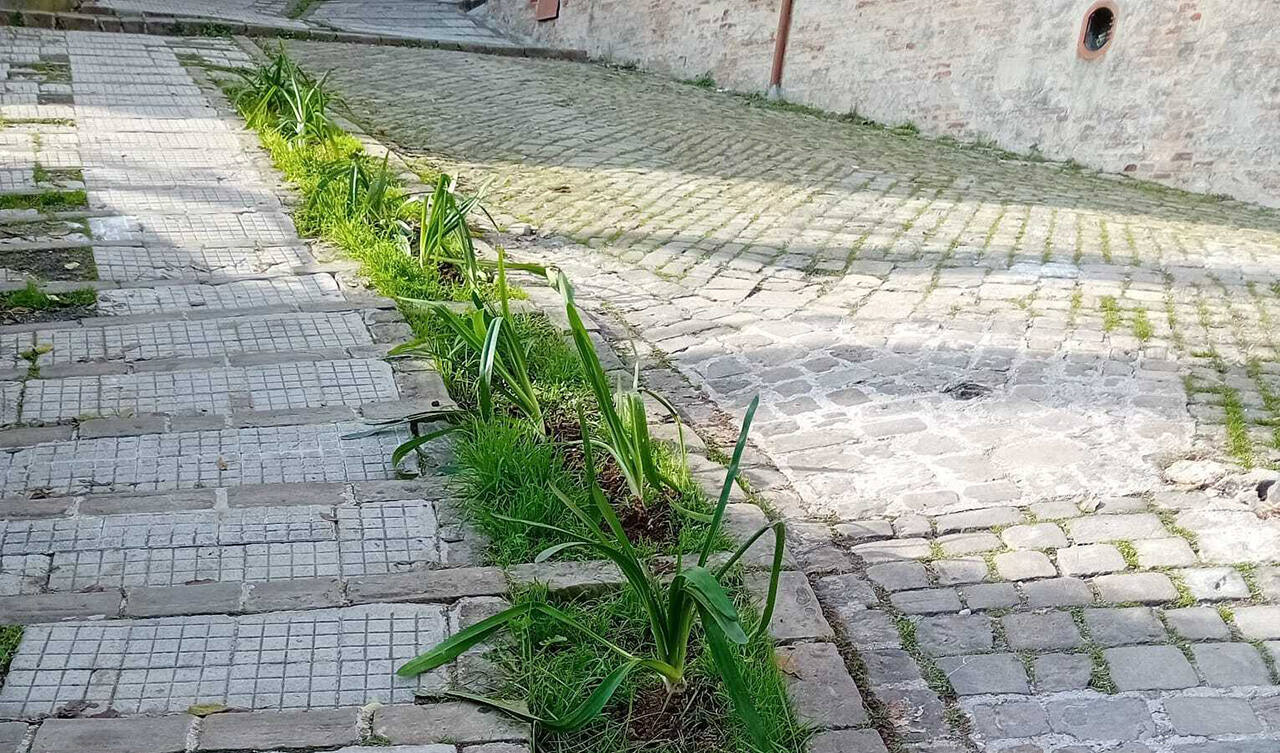 Via Castelfidardo a Jesi con le nuove piantine (Foto: Comune di Jesi)