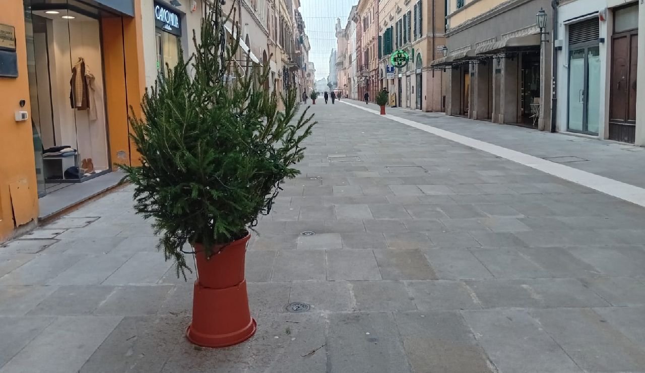 Gli alberi allestiti dai commercianti in Corso Matteotti