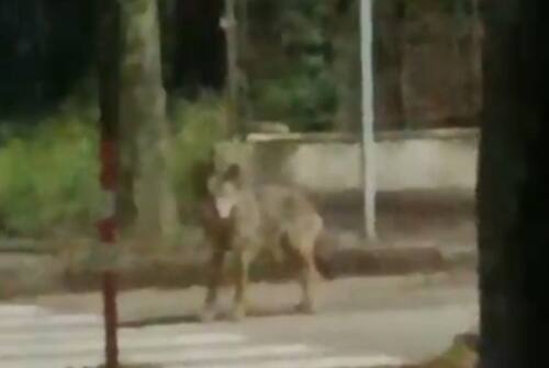 Jesi: avvistato un lupo al parco Mattei, la paura dei residenti