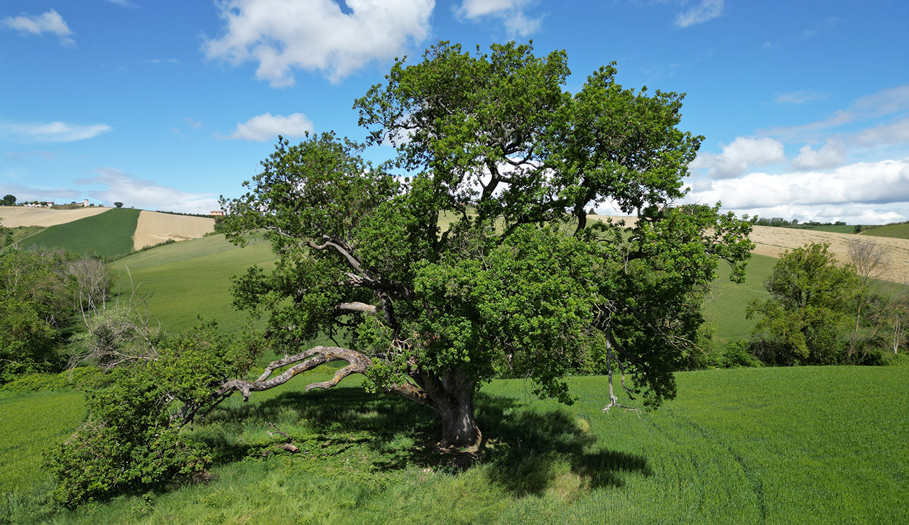 Albero monumentale