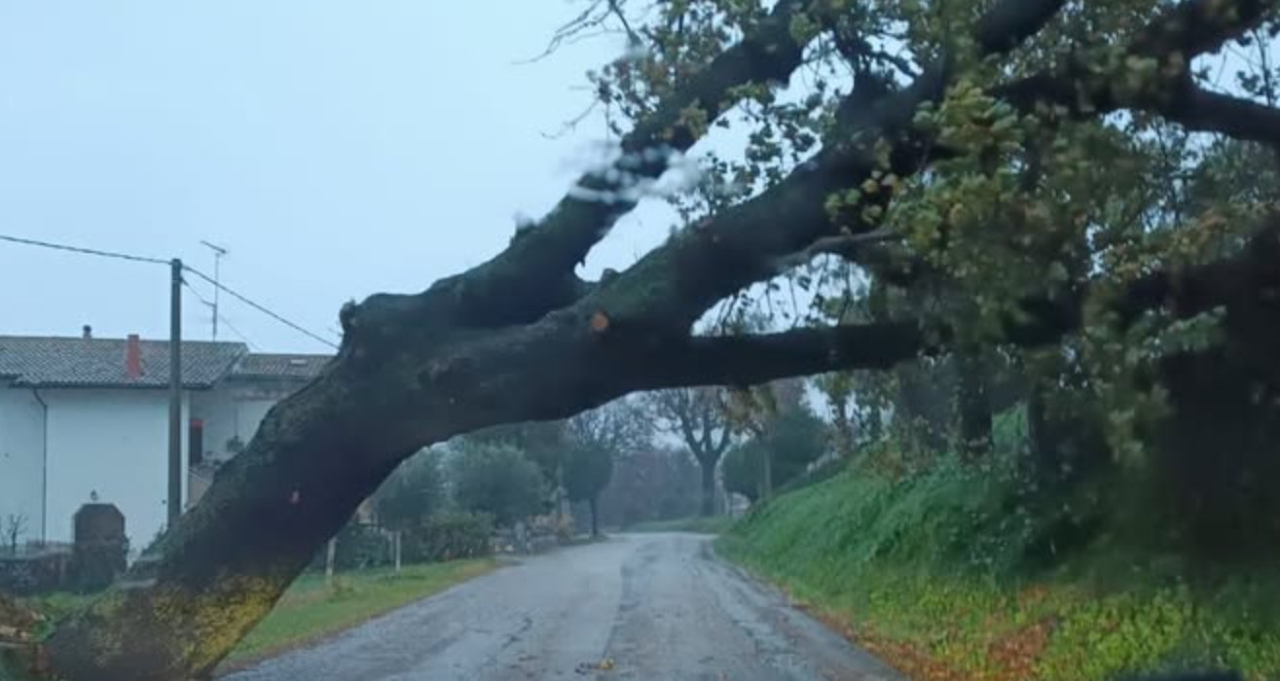 Un albero caduto in via Madonna del Piano, a Corinaldo, per il maltempo del 23 dicembre. Foto di Enea Bartolini