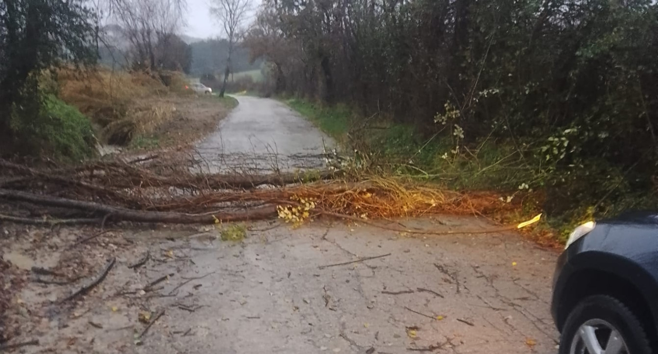 Alberi caduti nel senigalliese per il maltempo del 23 dicembre 2024