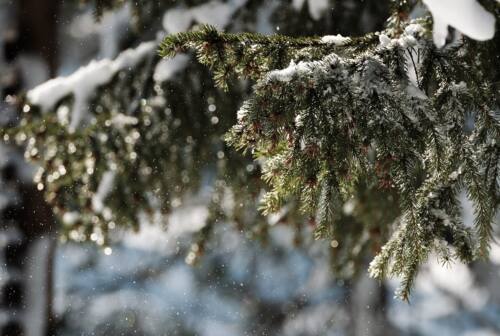 Meteo nelle Marche, Natale con neve e freddo. Passerini dell’Univpm: «Capodanno con l’alta pressione»