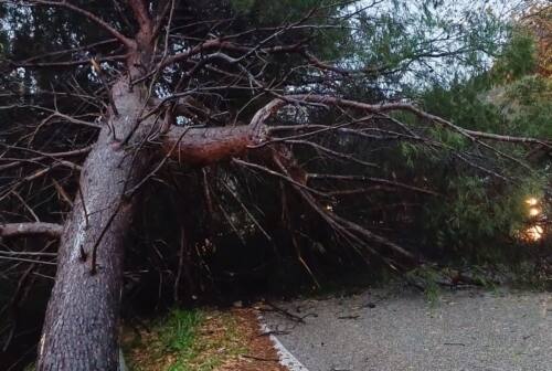 Maltempo Pesaro Urbino, frane e piante cadute. Ecco gli interventi