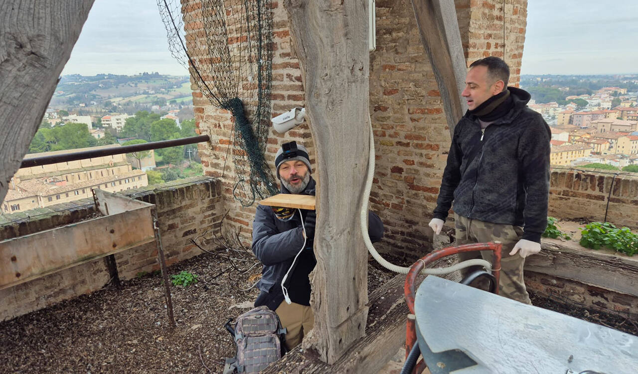 Una telecamera di ultima generazione riprenderà 24 ore su 24 la nidificazione dei falchi pellegrini che stazionano in piazza Federico II a Jesi